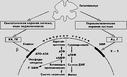 Схема регуляции синтеза кератина и деления клеток
