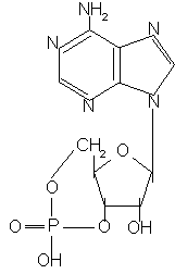 цАМФ