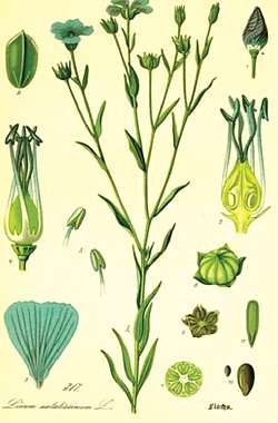 Лен культурный. Linum usitatissimum L.