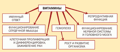 Биологические свойства витаминов
