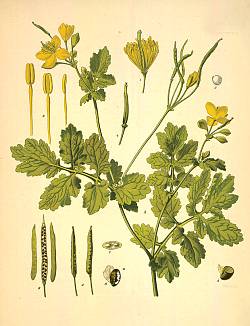 Лен культурный. Linum usitatissimum L.