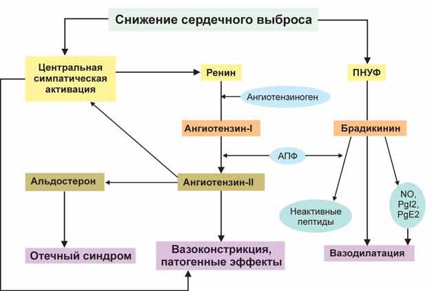 Нейрогуморальная активация при сердечной недостаточности